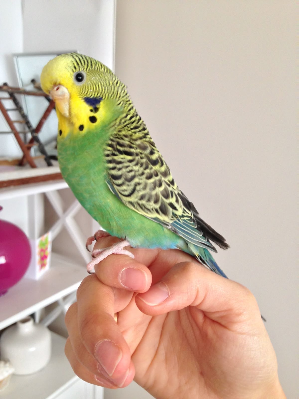Person gently bonding with a pet bird