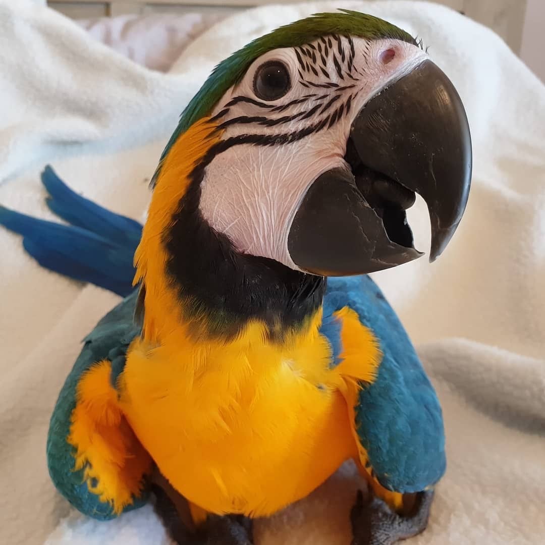 Colorful bird receiving specialized care
